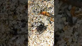 Ant Lion Killing And Eating Ant