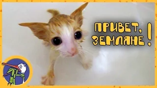 Bathe the kitten Mimi