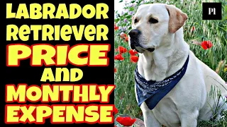 Labrador retriever dog price and monthly cost in Hindi | Petsinfomania