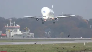 Airbus A300-600ST Beluga landing at Hamburg-Finkenwerder