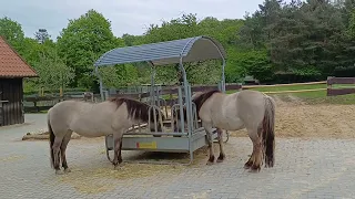 Heimat-Tierpark Olderdissen 05.05.2024