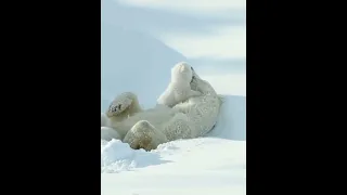 Mother Polar Bear with her baby!