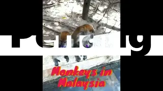 Monkeys hanging out in Penang, Malaysia #shorts