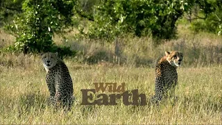 WildEarth - Sunrise Safari - 25 April 2020 Part 2