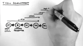 T Cell Development