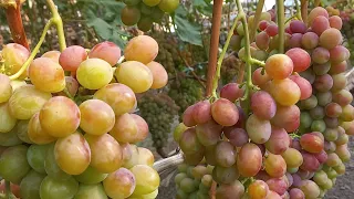 Новинки винограда Краса Днепра,Аббажур ...,в теплице.