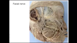 Blood and nerve supply of the face - outline