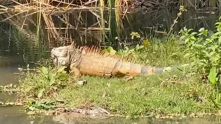 Iguana Strolls Casually Through Gibbon Enclosure