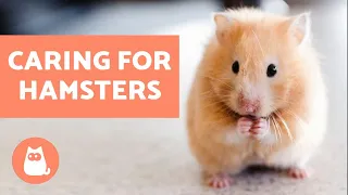 How to Look After a Hamster 🐹 Basic Care Needs