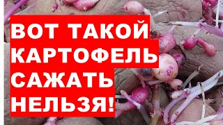 Ось таку картоплю не можна садити в землю!