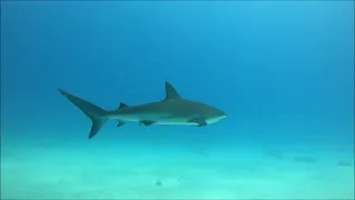 Nassau, Bahamas - Shark Dive - 10 June 2022