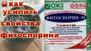 ТЕПЕРЬ Я РАЗВОЖУ ФИТОСПОРИН ТОЛЬКО ТАК.ОБЕЗЗАРАЖИВАНИЕ ГРЯДОК ОТ БОЛЕЗНЕТВОРНЫХ ГРИБКОВ