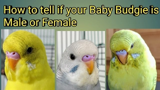 How To Tell If Your Baby Budgie is a Male or Female