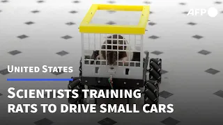 US scientists train rats to drive small cars to study benefits to brain | AFP