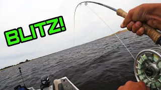 Fly Fishing for Stripers