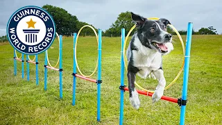 Neo, the parkour collie - Guinness World Records