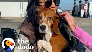 Beagle Rescued From Lab Barks For The First Time | The Dodo