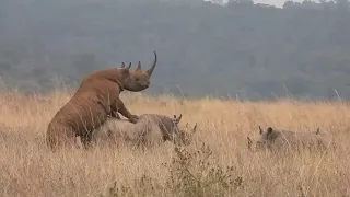 Rhino's in heat