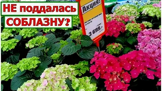 Пробежались по МЕГА Дыбенко в СПБ. В ОБИ супер крупнолистные гортензии. Как устояла?