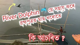 River Dolphin 🐬য়ে কেনেকৈ সহায় কৰে মাছ ধৰাত ? ব্ৰহ্মপুত্ৰত কেনেকৈ মাছ ধৰে? #fishing #uparjan #fish