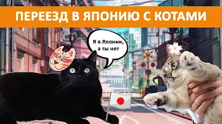 Как переехать в Японию с котами? Интервью со студентами и их домашними питомцами