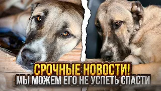 Алабаю Фредди с заправки стало резко плохо, ему нужна срочно мед помощь иначе будет поздно.