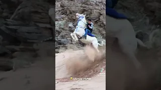 التحكم وروح المغامره عند سعد ماشاء الله عليه😍😍👏🏻🐎