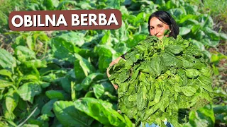3 Conditions for SUCCESSFUL Spinach Cultivation