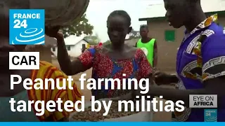 In Central African Republic, peanut farming essential to residents of Paoua • FRANCE 24 English
