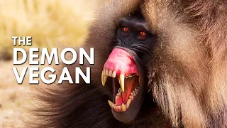 Gelada: This Baboon Cosplays As A Carnivore