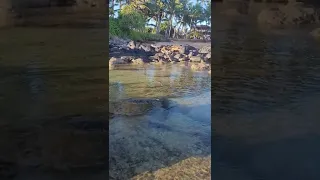 Honu/Turtle Eating in Tide pool.