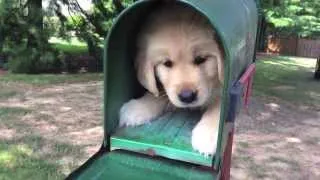 Colbie Caillat 'Hold On' Cute Fanimal Tribute!