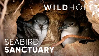 Creating new homes for Hawaii’s endangered seabirds | WILD HOPE