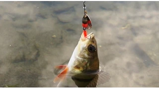 Catching bass ultralight on turntables