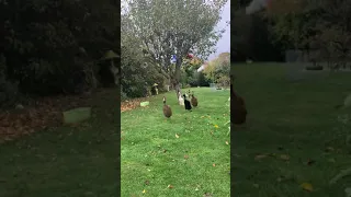 Indian Runner Ducks Come Running When They're Called