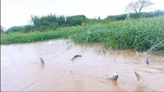 Amazing Gill Net Fishing  in the Lake | Catching Fish Use Gill Net Line [ khmer rural post ]