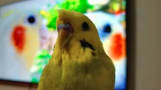 Don't worry be happy whistle practice - budgie keet