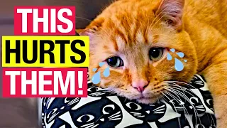 WARNING! 14 Everyday Things That Can Hurt Your Cat's Feelings