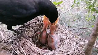 Black Bird Feeding and Nurturing their Nestlings part 5