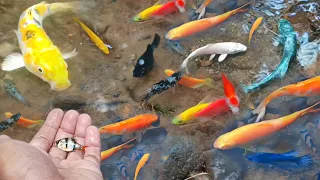 Menangkap Ikan Molly Balon, Ikan Cupang warna warni, Ikan glofish, ikan mas koki, ikan lemon