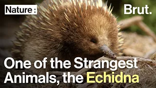 One of the Strangest Animals on the Planet, This Is the Echidna