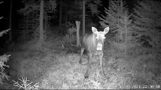 Mother moose takes her calf to the salt rock