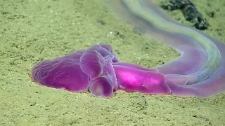 13 WEIRDEST Undersea Creatures