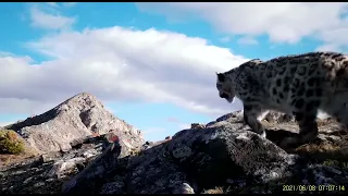 Снежный барс Восточные Саяны