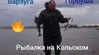 Ловля горбуши в устье Варзуги.  Fishing for pink salmon, the mouth of the Varzuga river