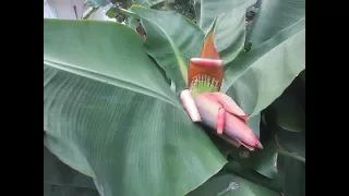 Does a banana plant die after blooming and producing fruit?