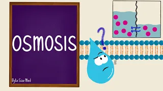 Osmosis | Osmolarity | Osmotic Equilibrium | Transport Across the Cell Membrane | Cell Physiology