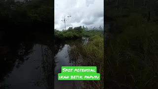 rawa air air hitam spot potensial untuk mancing ikan betik, betok, papuyu