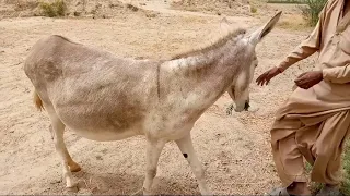 Man and Donkey  Meeting  First Time In my Village