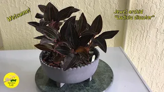 Jewel orchid (Ludisia discolor) Growing it healthy and  look good in pot 08/25/2020